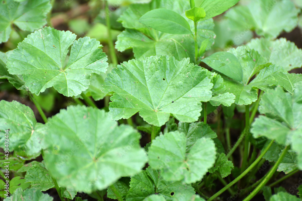 Mallow (Malva pusilla, Malva rotundifolia) grows in nature in summer Mallow (Malva pusilla, Malva rotundifolia) grows in nature in summer