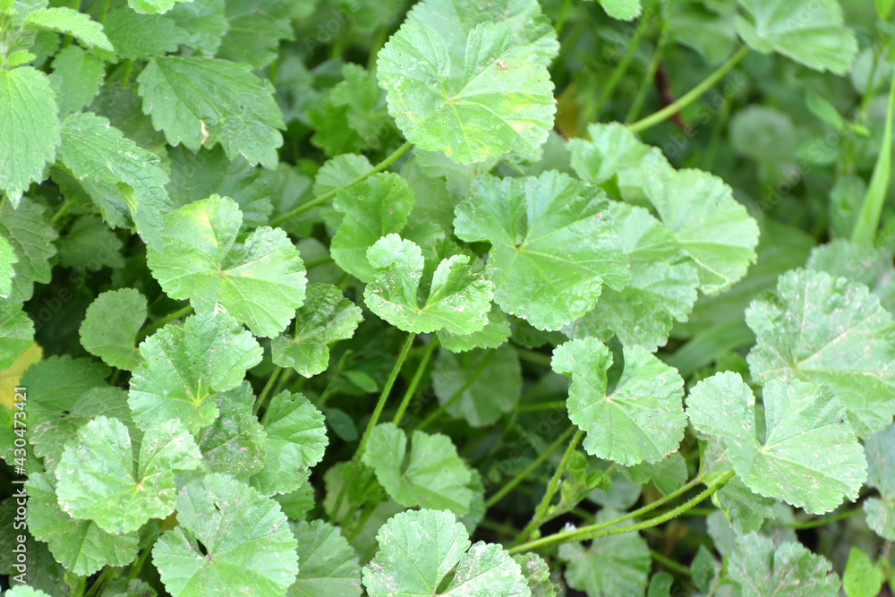 Mallow (Malva pusilla, Malva rotundifolia) grows in nature in summer Mallow (Malva pusilla, Malva rotundifolia) grows in nature in summer