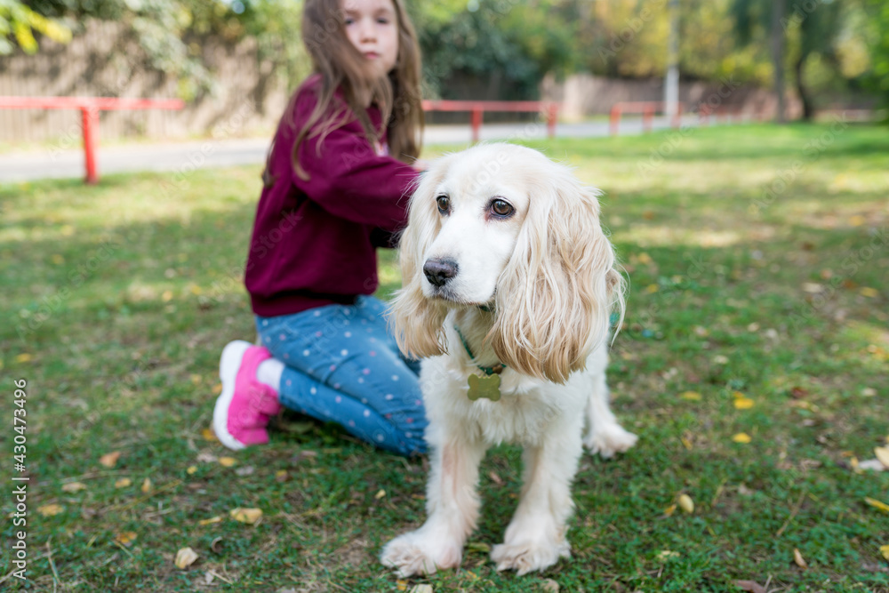Cute little girl walking with english cocker spaniel in the park on warm autumn day. Child petting the dog outside. Kids and pets friendship concept. Selective focus