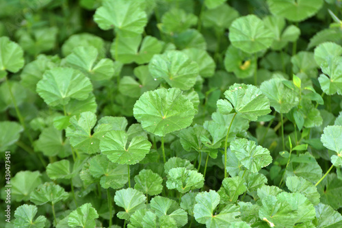 Wallpaper Mural Mallow (Malva pusilla, Malva rotundifolia) grows in nature in summer Torontodigital.ca