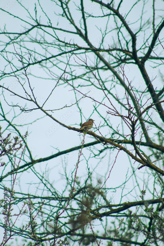 funny bird on a tree near a fairy glade. fabulous forest by the lake. funny bird on a tree near a fairy glade. fabulous forest by the lake.