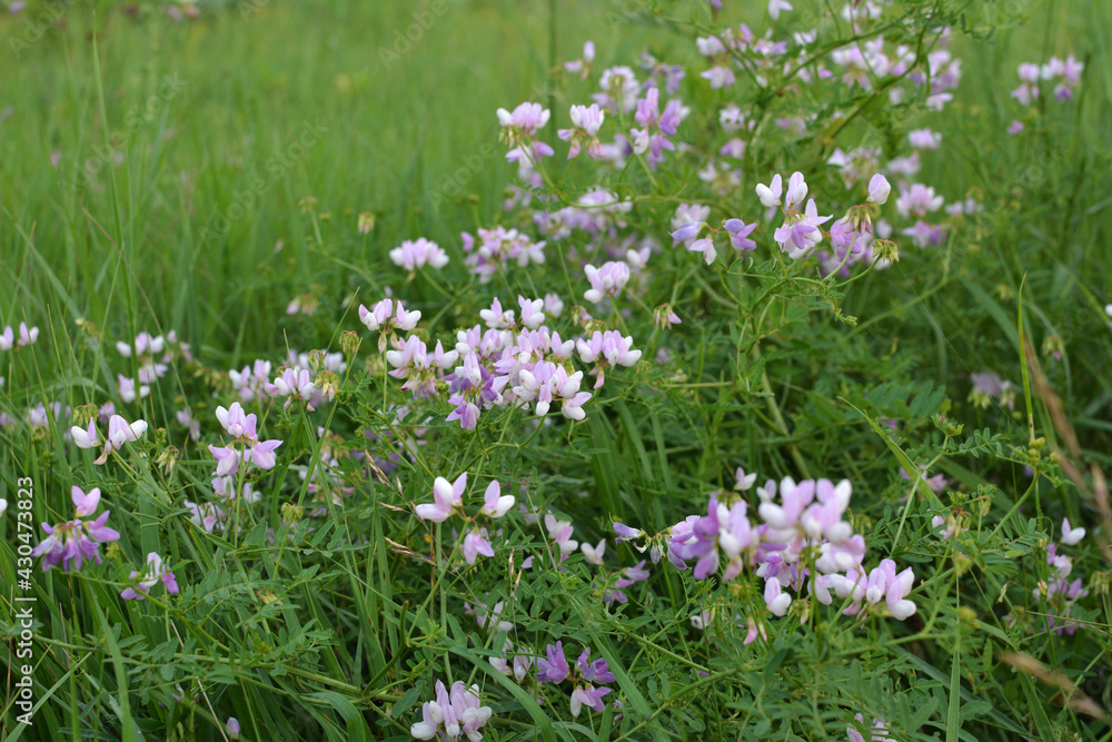 In nature, Securigera varia grows in herbs In nature, Securigera varia grows in herbs