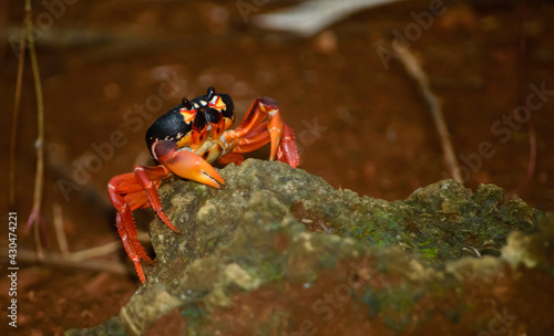 Red crab over a rock