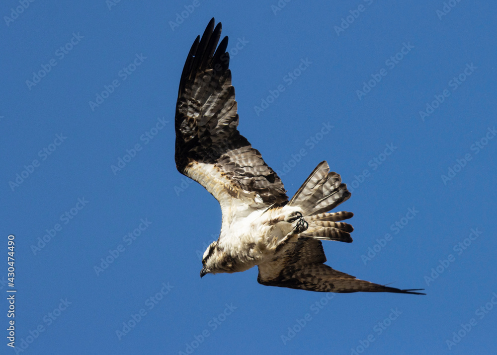 Fototapeta premium Osprey in the Canyon