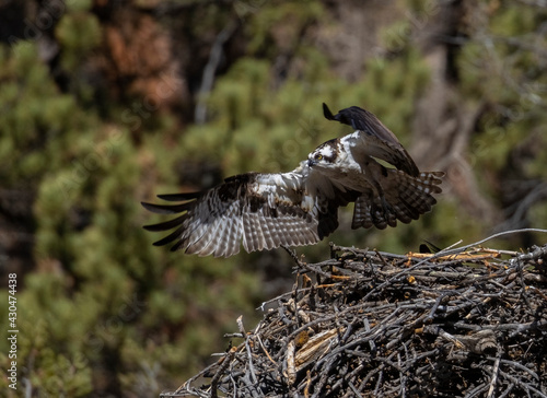 Osprey in the Canyon