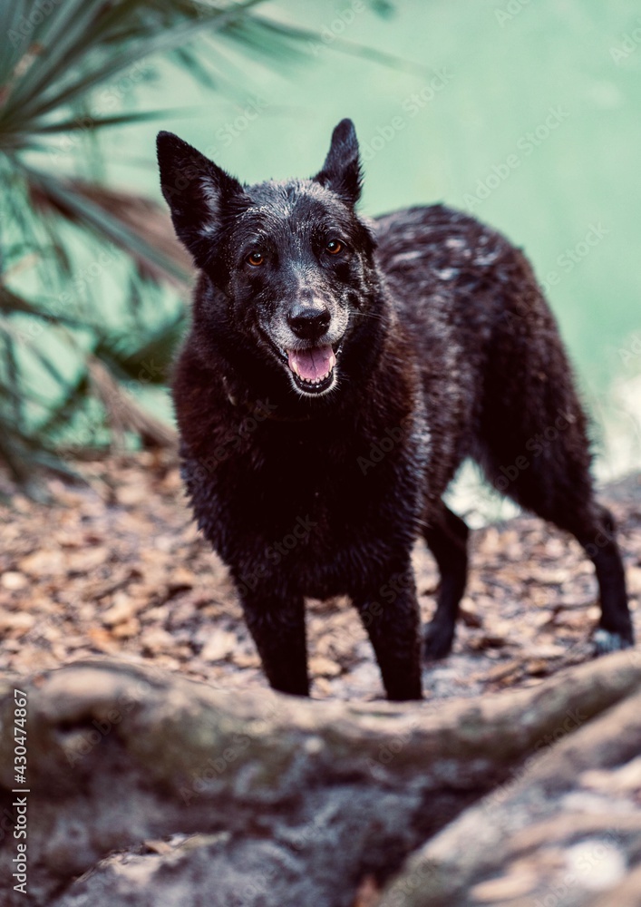 Dog near water Dog near water