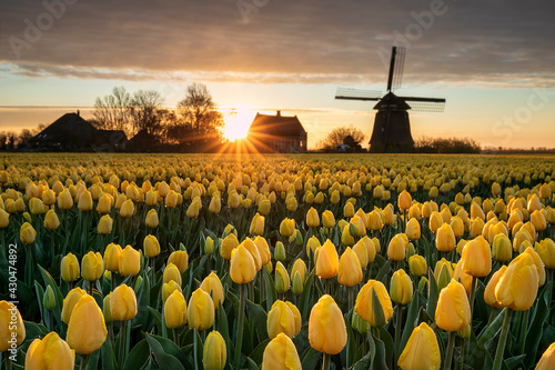 beautiful sunrise with Dutch windmill and yellow tulips