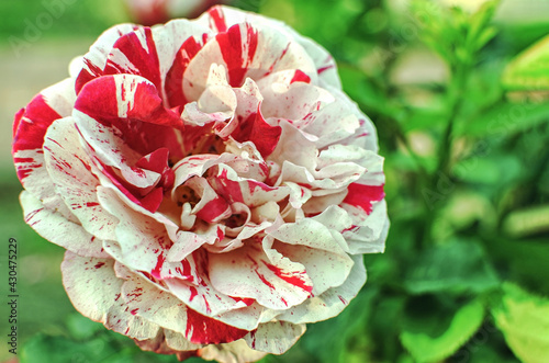 Beautiful red and white striped rose. Rosa Scentimental (Floribunda Rose). Close up natural  flower in the garden. Selective focus.  Organic natural concept.