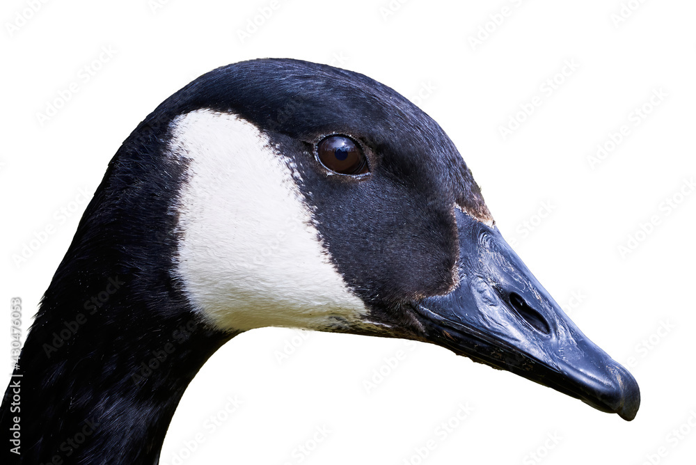 Canada Goose head isolated on white background ( Branta Canadensis ) Canada Goose head isolated on white background ( Branta Canadensis )