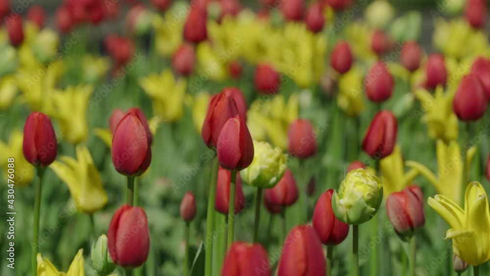 Red and yellow tulips field during spring time Red and yellow tulips field during spring time