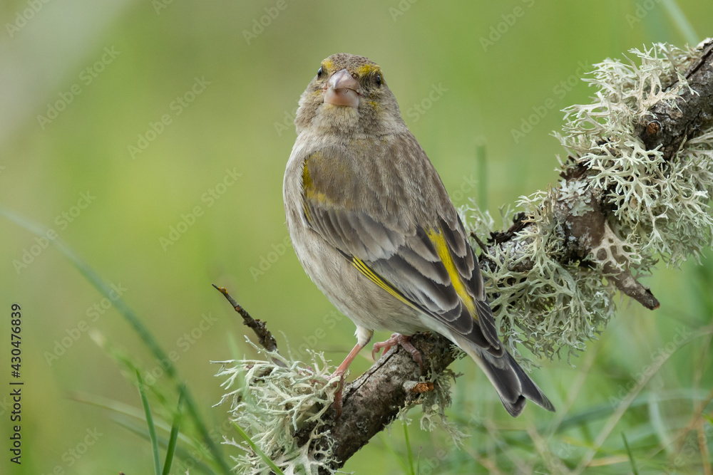 Greenfinch Carduelis chloris. Greenfinch sits on branch