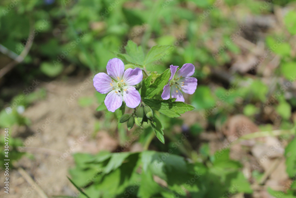 Two wild geranium blooms in bright sun at Harms Woods in Skokie, Illinois Two wild geranium blooms in bright sun at Harms Woods in Skokie, Illinois