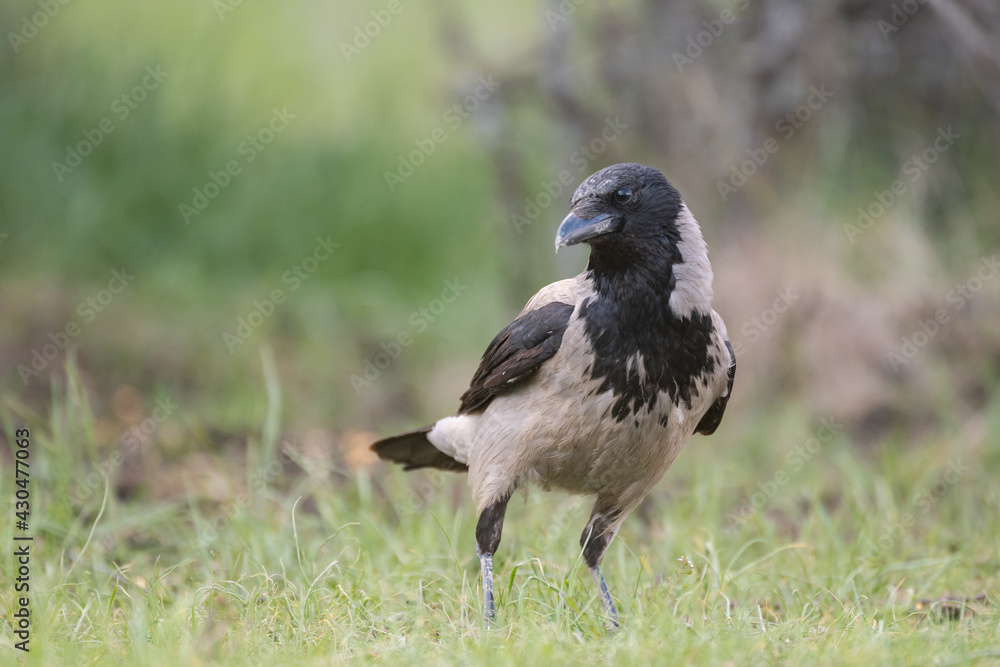 Fototapeta premium Birds Hooded Crow Corvus cornix. In the wild