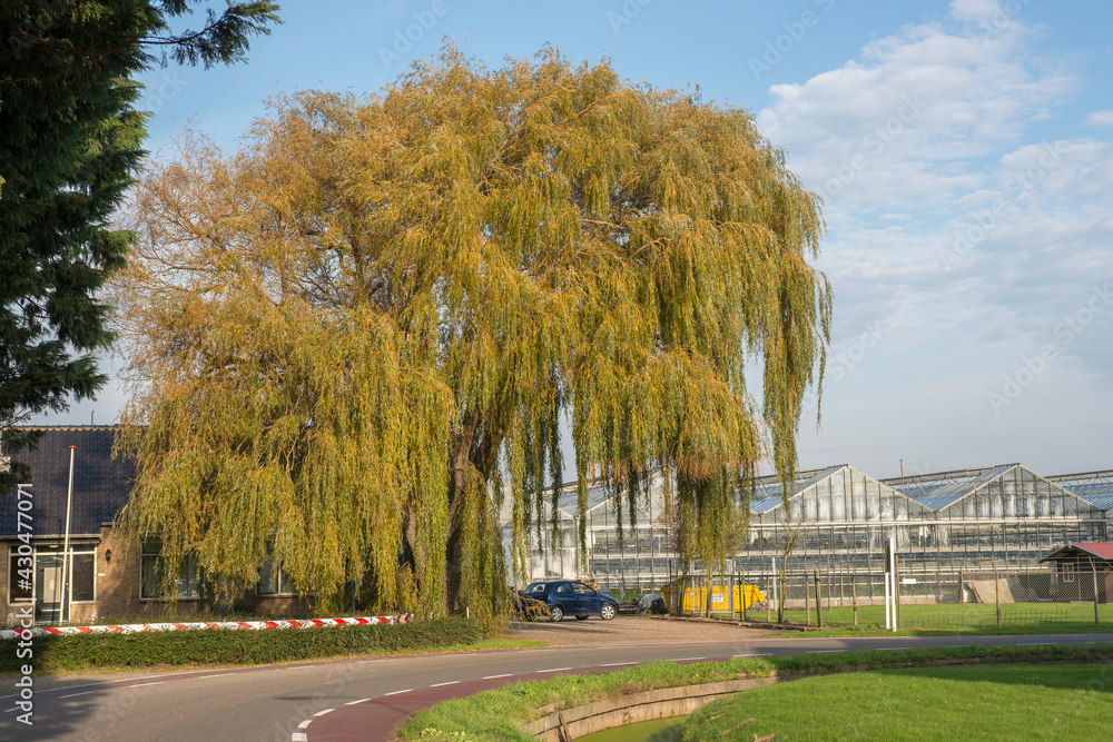 View on a Weeping Willow (Salix babylonica) in a garden in Het Westland, The Netherlands