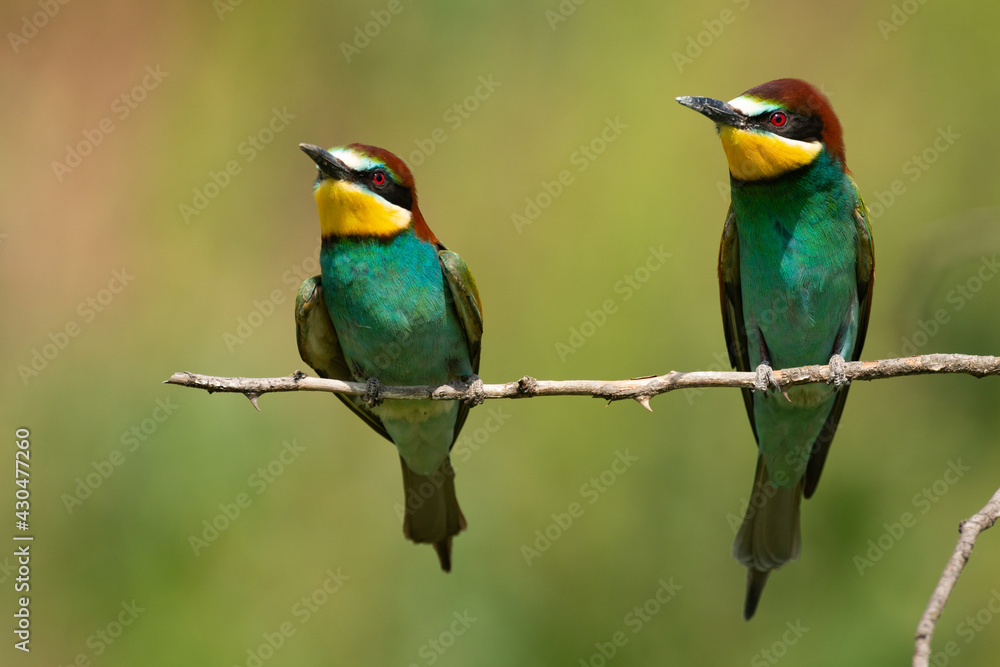 Two European bee eater Merops apiaster sits on a branch