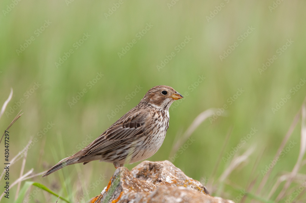 Fototapeta premium Corn bunting Miliaria calandra sitting on a stone