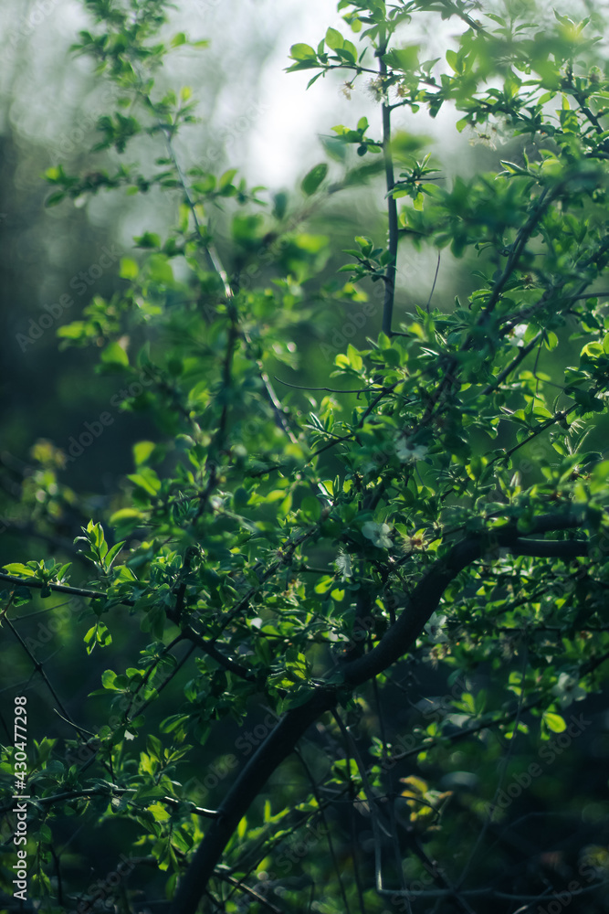 Fototapeta premium spring green trees and warm sunny weather.