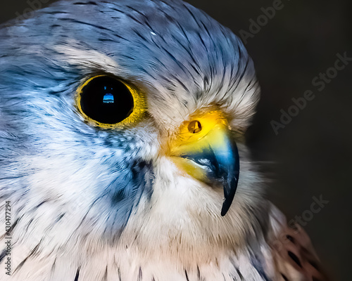 Foto Blue Eurasian Kestrel Close Up