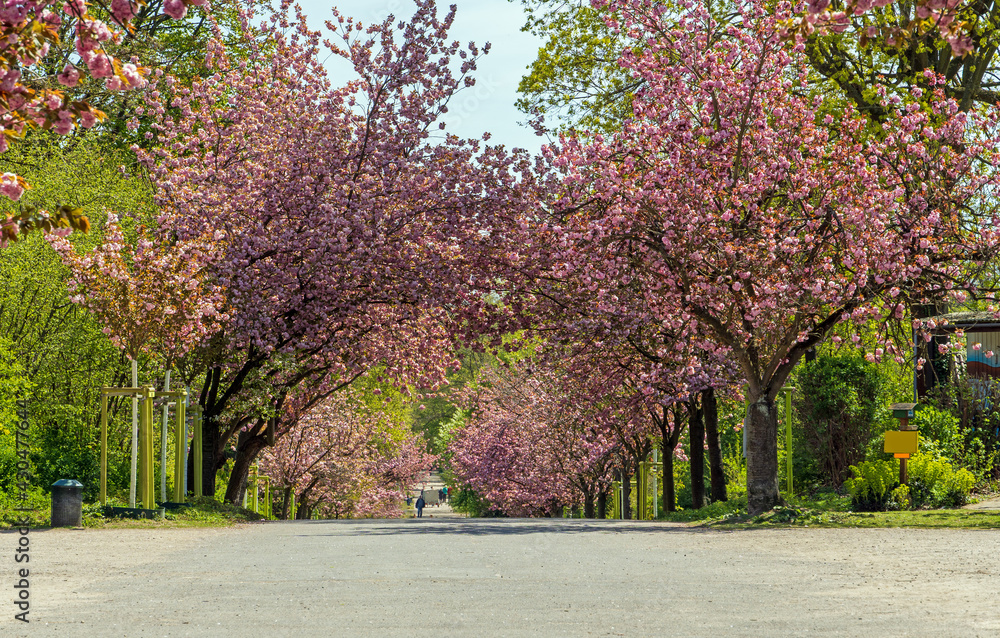 Naklejka premium Kirschblüte in Köln