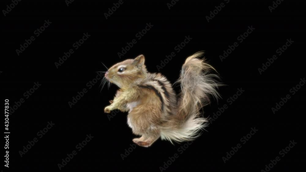 Chipmunk Dance CG fur. 3d rendering, animal realistic CGI VFX ...