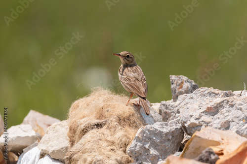 Tawny pipit in natural habitat anthus campestris photo