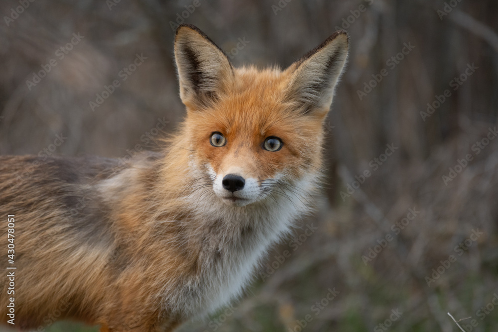 Fototapeta premium Portrait of a red fox Vulpes vulpes in the wild