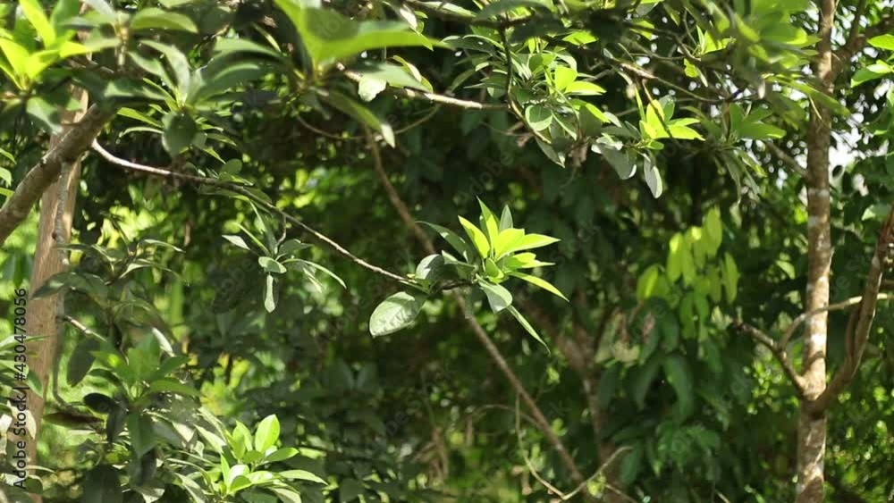 Green Leafs and branches in the wind
Green Leafs and branches in the wind