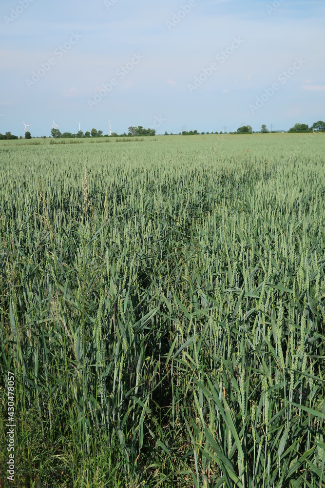 Reifenspur im Feld
Reifenspur im Feld
