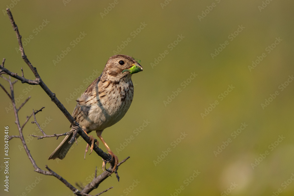 Corn bunting Miliaria calandra sitting on a branch Corn bunting Miliaria calandra sitting on a branch