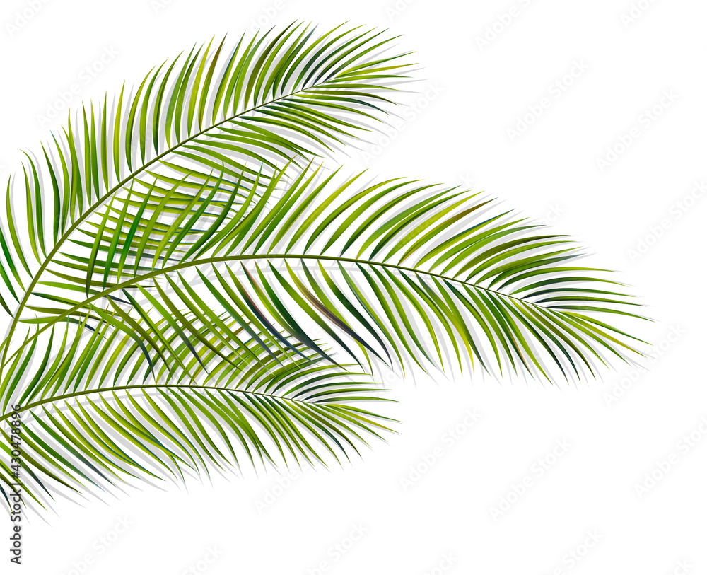 green leaf of palm tree on white background