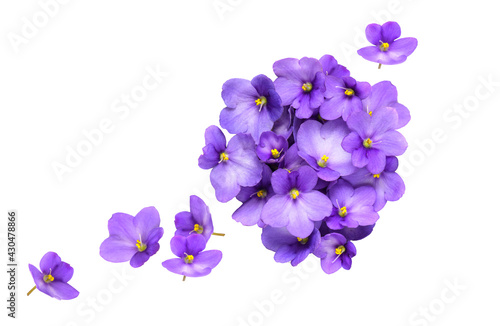 Violet flowers isolated on white background. Floral composition