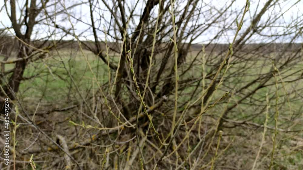 Close-up tree branches with green young bud early in the spring. The branches of the trees sway with the wind in the spring. Close-up tree branches with green young bud early in the spring. The branches of the trees sway with the wind in the spring.