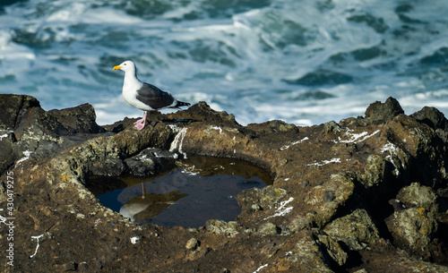 Slika na platnu A seagull standingneara tide pool near Depoe Bay Oregon