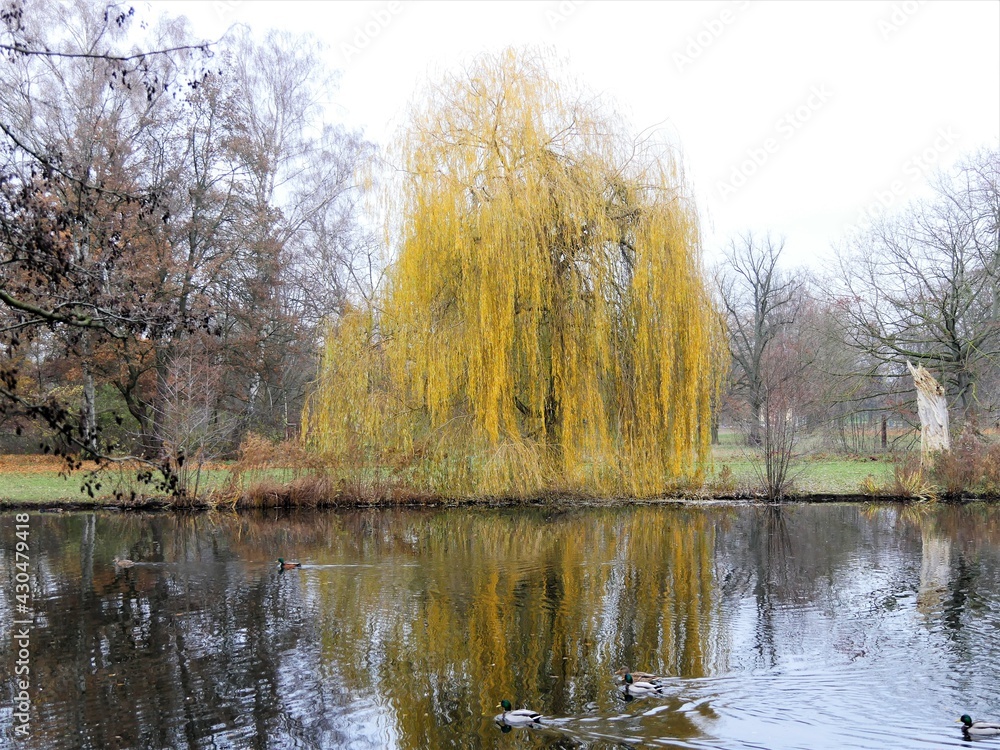 autumn in the park autumn in the park
