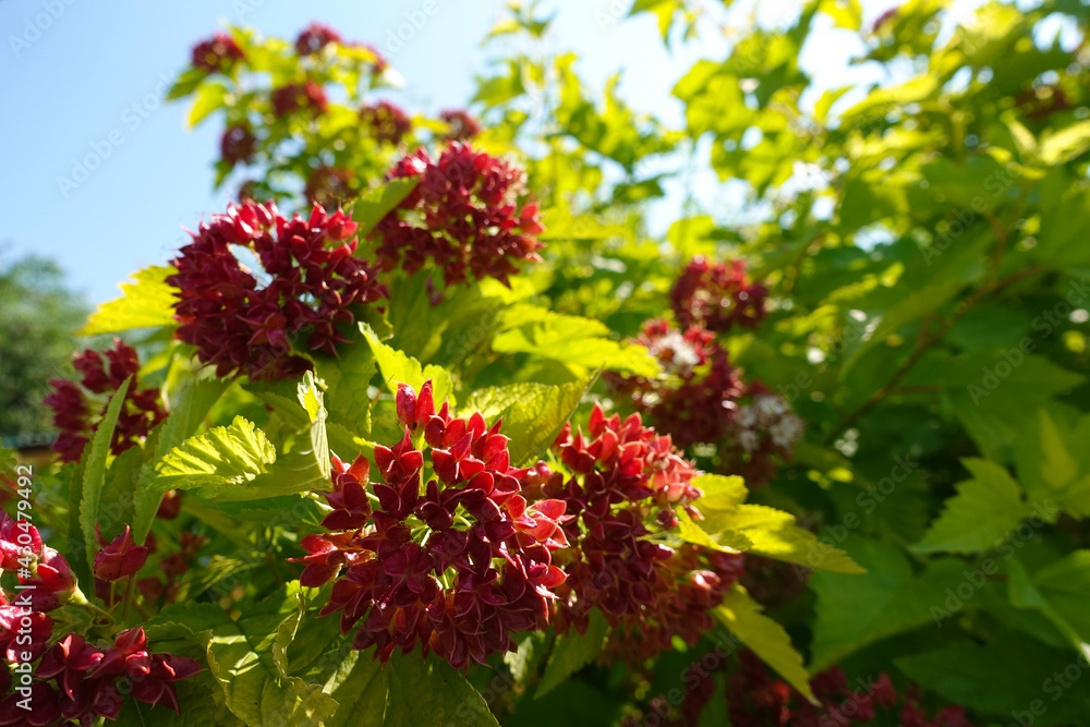 Bush with red flowers against a blue sky Bush with red flowers against a blue sky