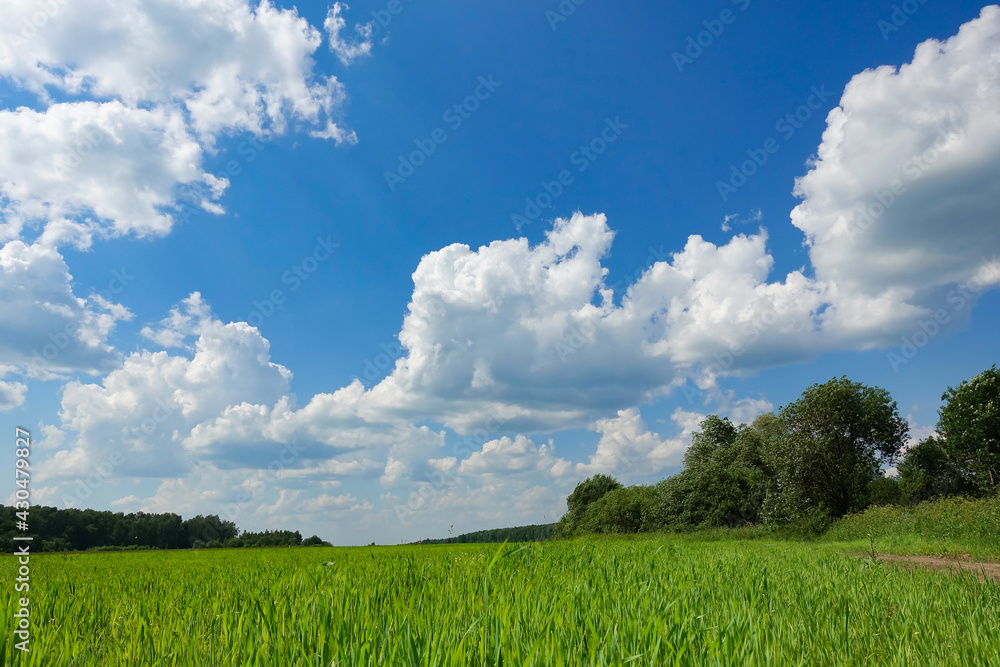 Obraz premium Meadow with green grass and blue sky with clouds