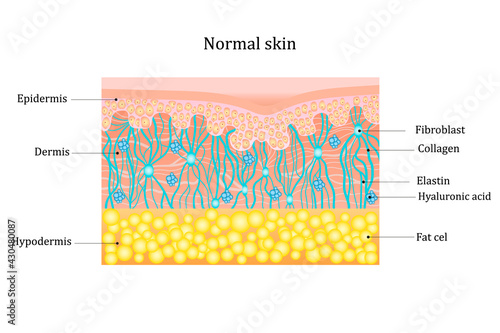 Structure human skin with collagen and elastin fibers, fibroblasts.Layers of the human skin. skin and health care concept Vector diagram photo