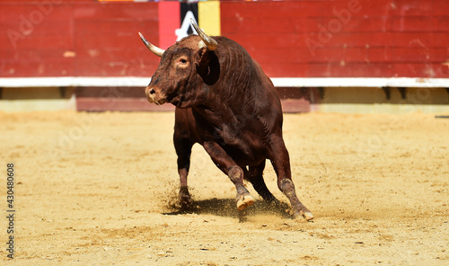 toro español con grandes cuernos en una plaza de toros durante un espectaculo de toreo