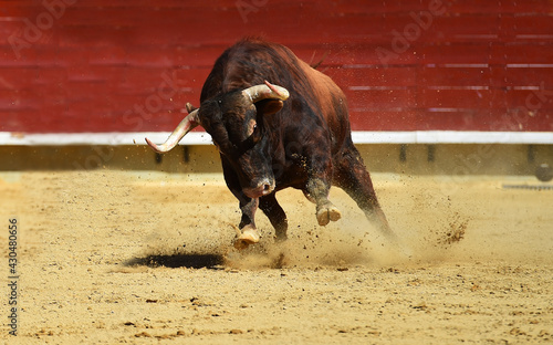 toro español con grandes cuernos en una plaza de toros durante un espectaculo de toreo