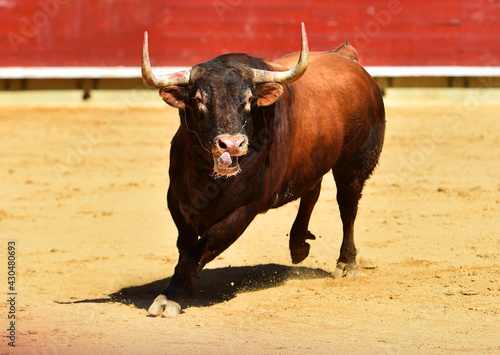 un poderoso toro negro español con grandes cuernos