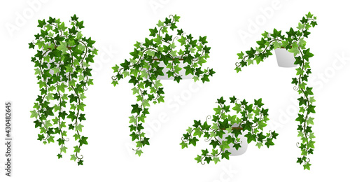 Ivy creeper plants in pot isolated on white background. Green English ivy liana houseplants with climbing branches. Realistic vector illustration of hanging hedera vines