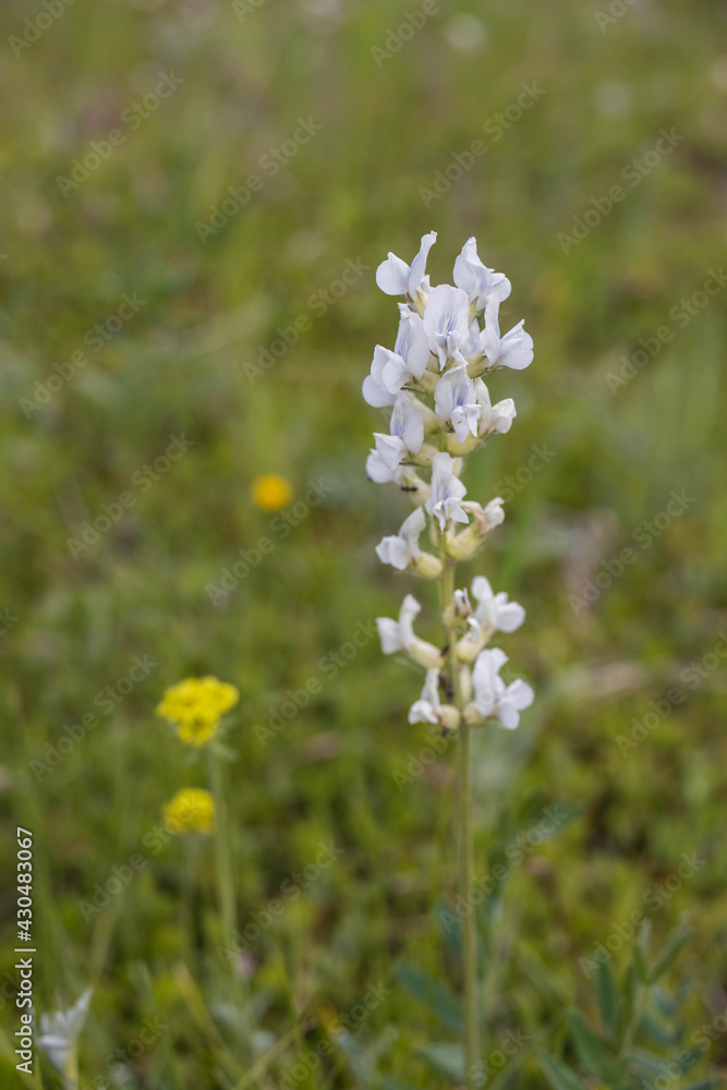 White and yellow wildflowers on long stalk White and yellow wildflowers on long stalk