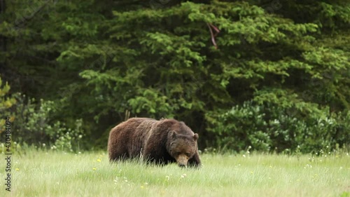 A grizzly bear munches on dandelions in Banff National Park, Canada.