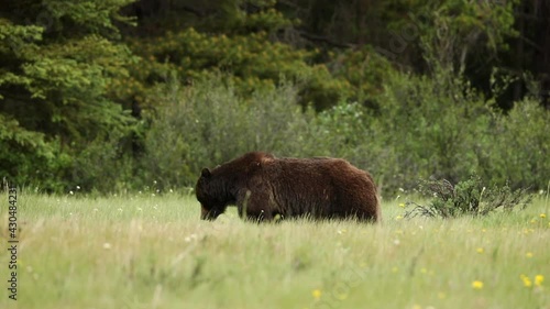 A grizzly bear munches on dandelions in Banff National Park, Canada.