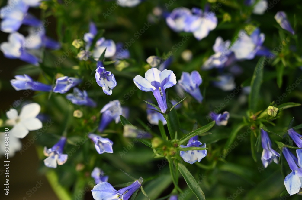 Plante fleurs nature fleuries Plante fleurs nature fleuries