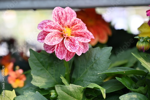 Plante fleurs nature fleuries photo