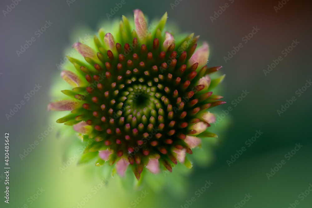close up of a flower close up of a flower