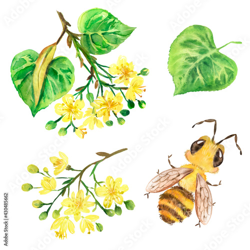 Watercolor illustration with bee and flowering twigs of linden tree, linden flowers, insect, spring, bloom 