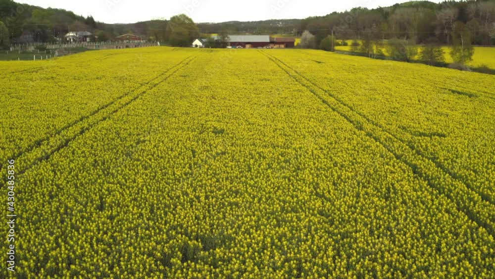 Stockholm Ekero - Aerial view of a Rapeseed field 20-04-01. High quality 4k footage Stockholm Ekero - Aerial view of a Rapeseed field 20-04-01. High quality 4k footage