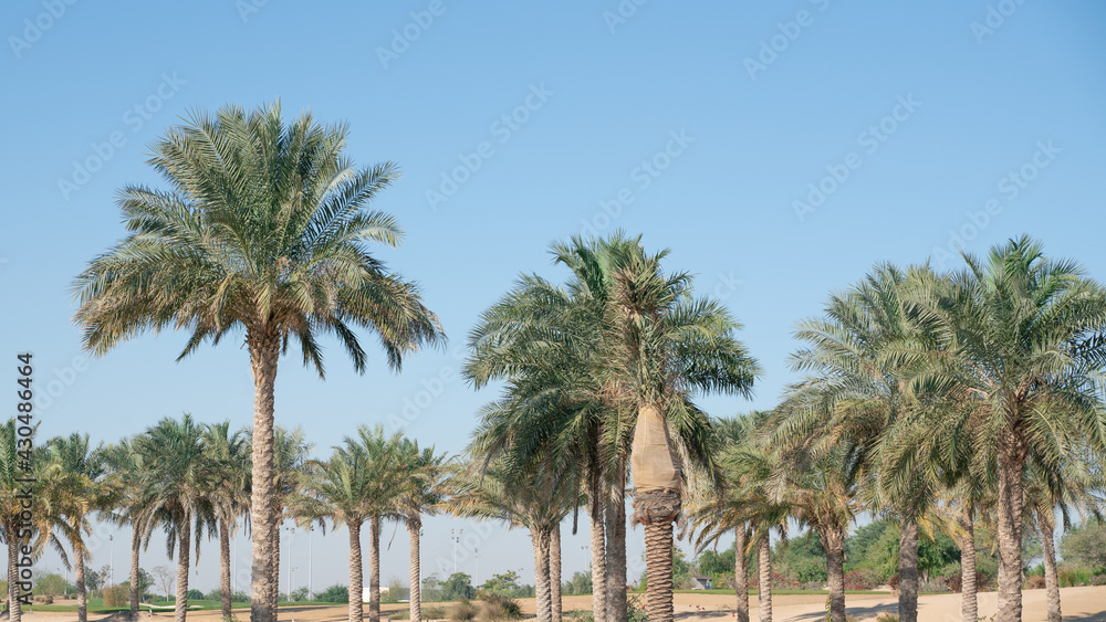 Plantation of date palms. Tropical agriculture industry in the Middle East.